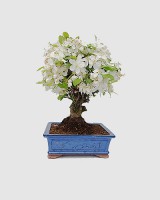 Bonsai Malus