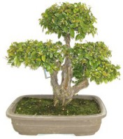 Bonsai Sageretia