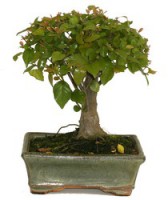 Bonsai Sageretia 