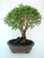 Bonsai Serissa 