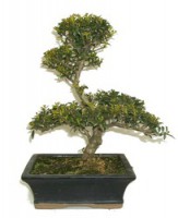 Bonsai Ilex 