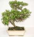 Bonsai Azálea
