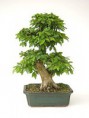 Bonsai Carpinus