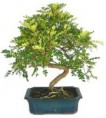 Bonsai Operculicarya 