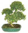 Bonsai Ligustrum 