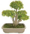 Bonsai Sageretia 