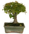 Bonsai Sageretia 