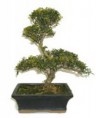 Bonsai Ilex 